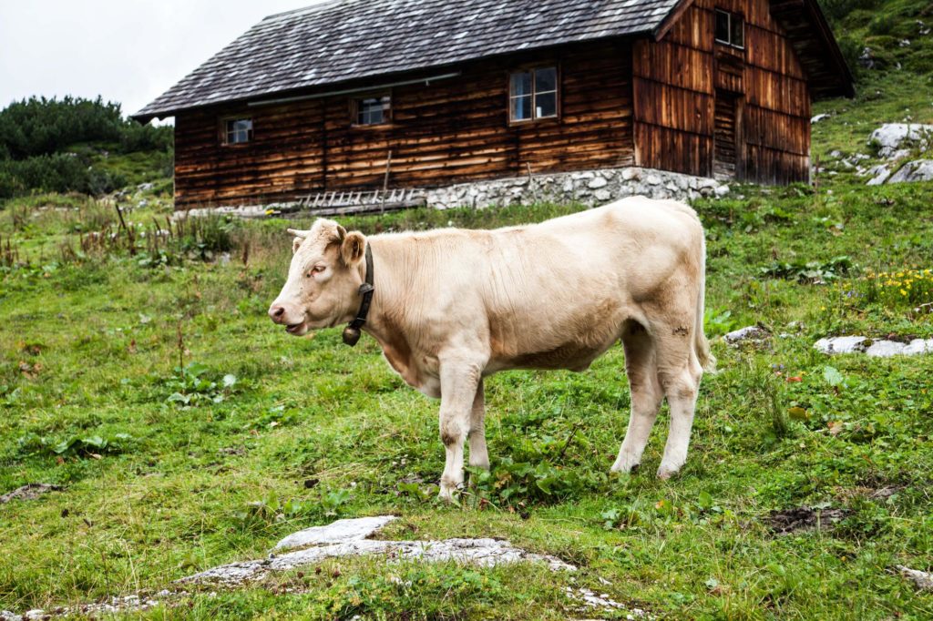 Feldküche-2016_Foodtastic_9391