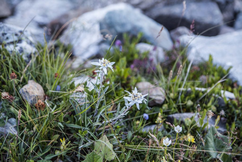 Matterhorn_Foodtastic_0470